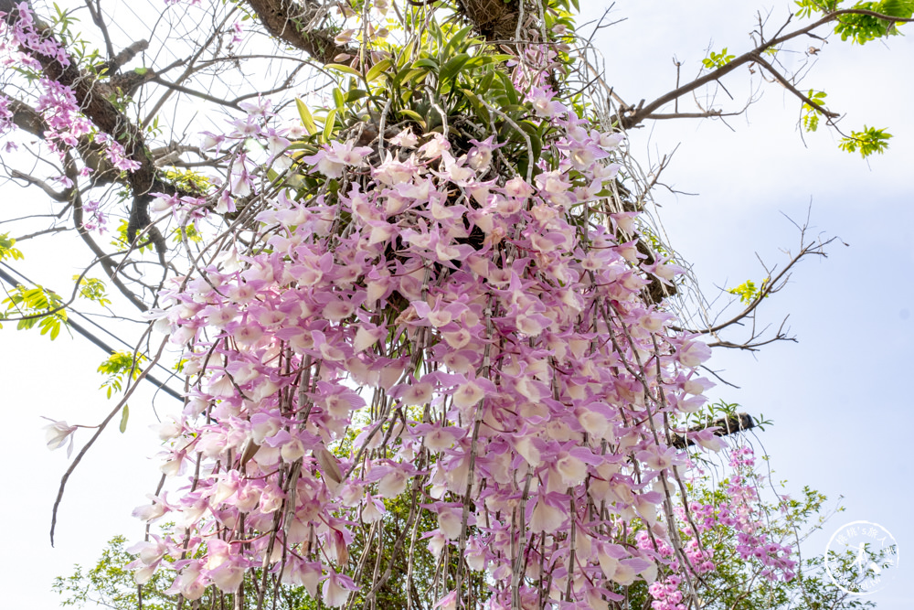 雲林莿桐景點|忠雲宮 石斛蘭瀑布隧道花牆|花期花況.交通停車