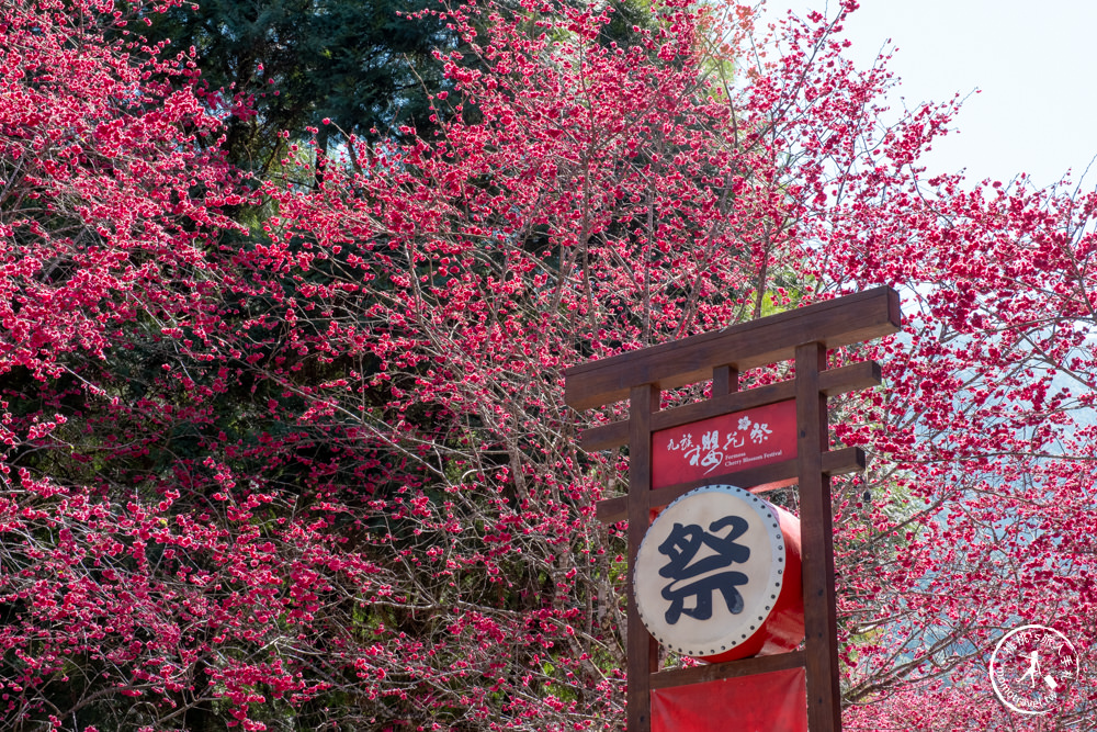 南投魚池景點|九族櫻花祭九族文化村10個最佳賞櫻景點|最新賞櫻花況.門票優惠.花季時間.賞花拍照點介紹