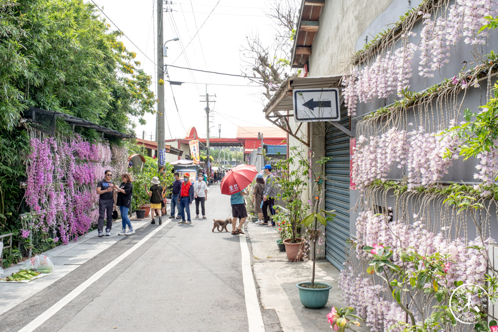 雲林莿桐景點|忠雲宮 石斛蘭瀑布隧道花牆|花期花況.交通停車