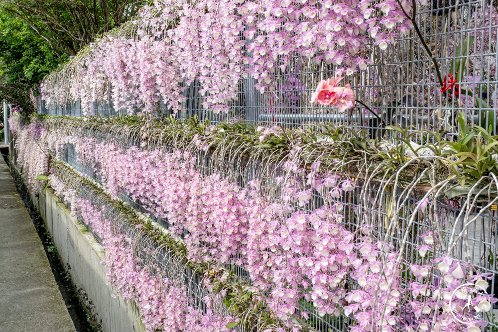 雲林莿桐景點|忠雲宮 石斛蘭瀑布隧道花牆|花期花況.交通停車