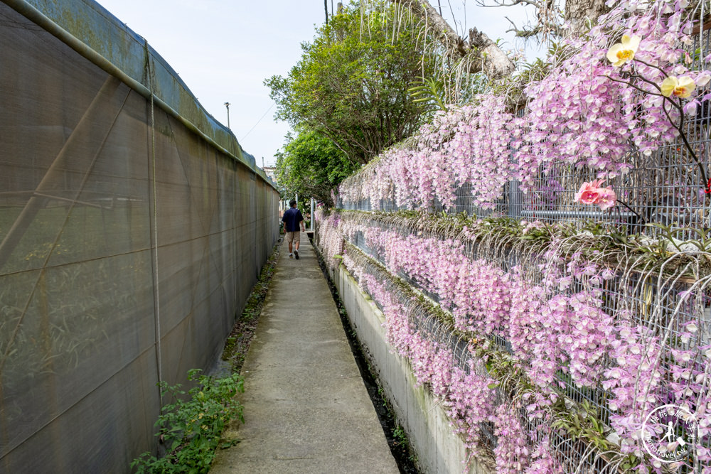 雲林莿桐景點|忠雲宮 石斛蘭瀑布隧道花牆|花期花況.交通停車