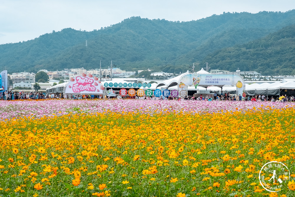 2020台中國際花毯節》愛麗絲花境探險│新社花海.日期時間.交通停車.接駁車地點.拍照看點介紹