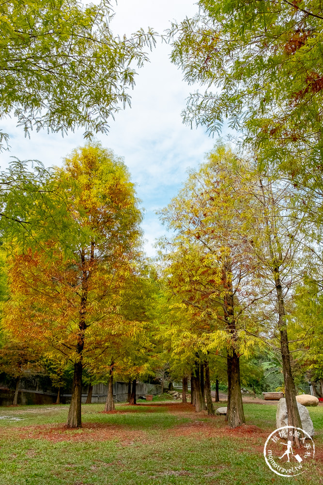 台中新社景點》松之戀 落羽松森林(免門票)│新社夢幻湖畔落羽松大道