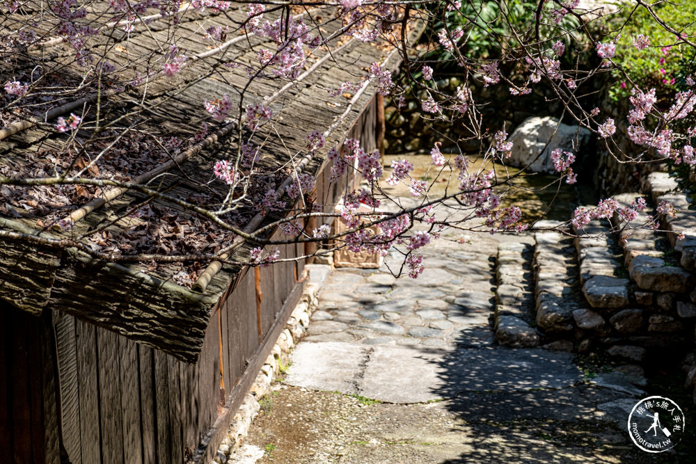 南投魚池景點|九族櫻花祭九族文化村10個最佳賞櫻景點|最新賞櫻花況.門票優惠.花季時間.賞花拍照點介紹