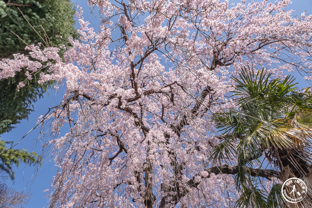 東京賞櫻景點|本行寺-優美的枝垂櫻穿越500年的寧靜-JR日暮里-近谷中商店街