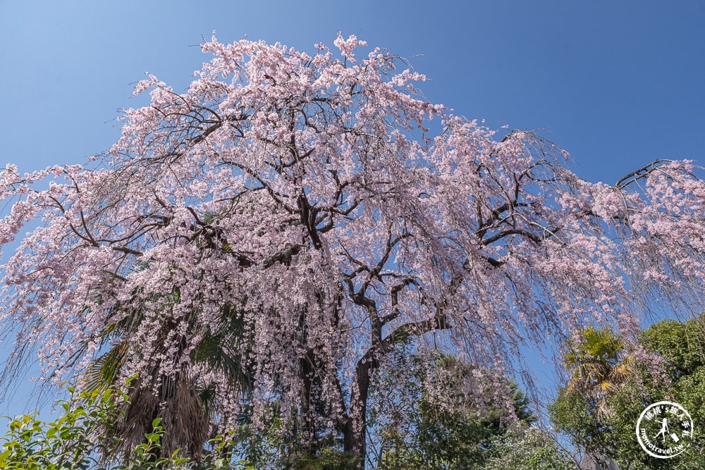 東京賞櫻景點|本行寺-優美的枝垂櫻穿越500年的寧靜-JR日暮里-近谷中商店街