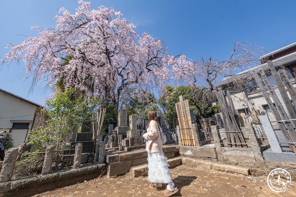 東京賞櫻景點|本行寺-優美的枝垂櫻穿越500年的寧靜-JR日暮里-近谷中商店街