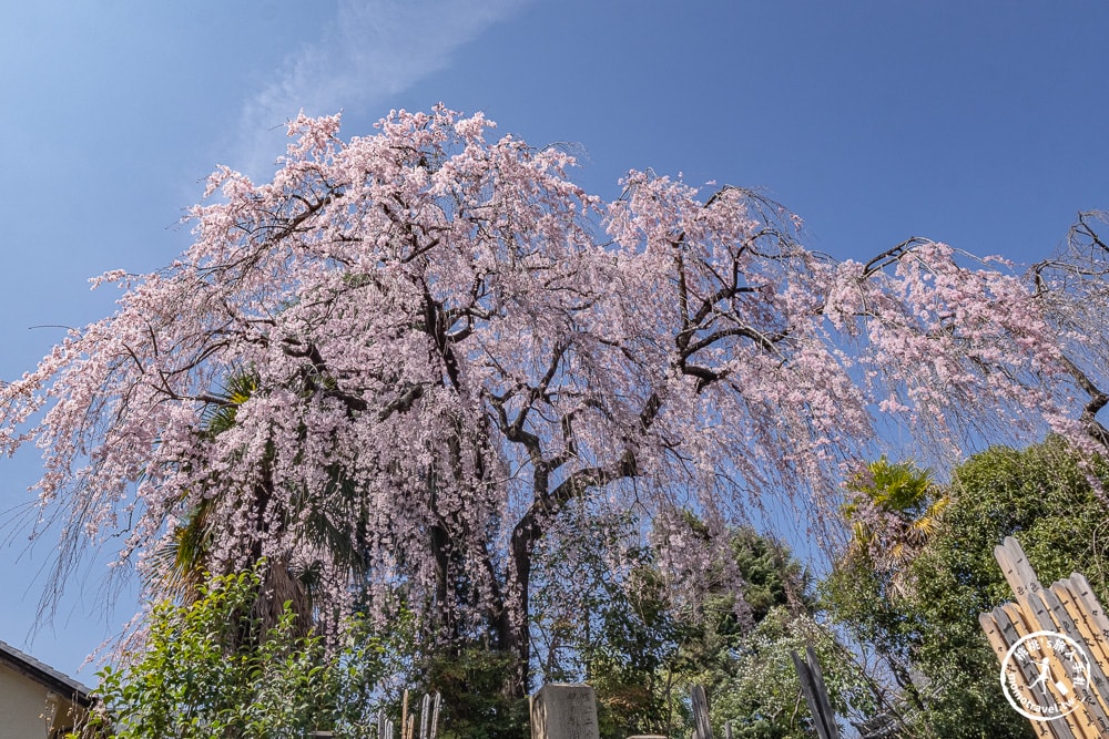 東京賞櫻景點|本行寺-優美的枝垂櫻穿越500年的寧靜-JR日暮里-近谷中商店街