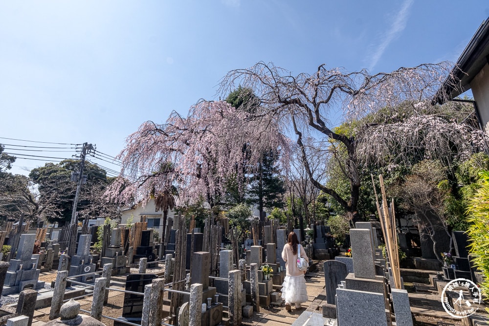 東京賞櫻景點|本行寺-優美的枝垂櫻穿越500年的寧靜-JR日暮里-近谷中商店街