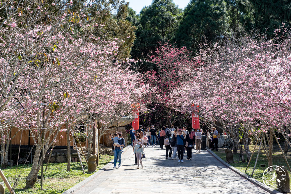 南投魚池景點|九族櫻花祭九族文化村10個最佳賞櫻景點|最新賞櫻花況.門票優惠.花季時間.賞花拍照點介紹