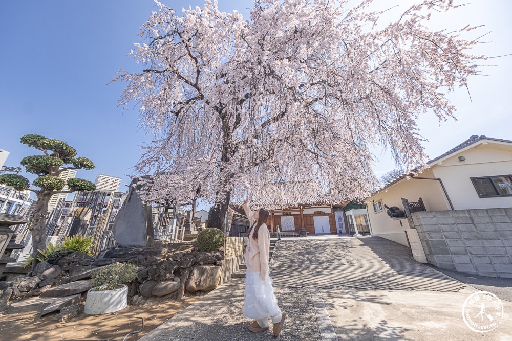 東京賞櫻景點|長明寺-令人驚嘆的枝垂櫻花瀑布-JR日暮里-近谷中商店街