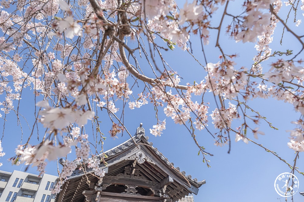 東京賞櫻景點|長明寺-令人驚嘆的枝垂櫻花瀑布-JR日暮里-近谷中商店街