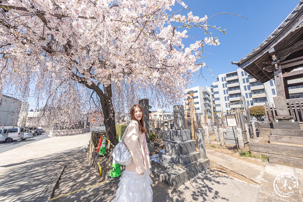 東京賞櫻景點|長明寺-令人驚嘆的枝垂櫻花瀑布-JR日暮里-近谷中商店街