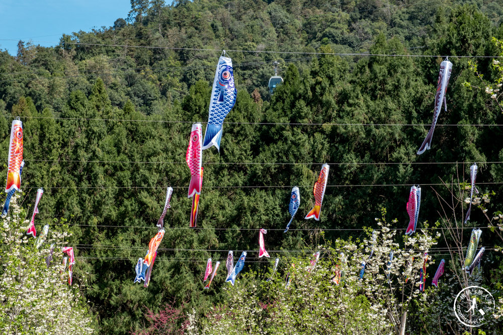 南投魚池景點|九族櫻花祭九族文化村10個最佳賞櫻景點|最新賞櫻花況.門票優惠.花季時間.賞花拍照點介紹