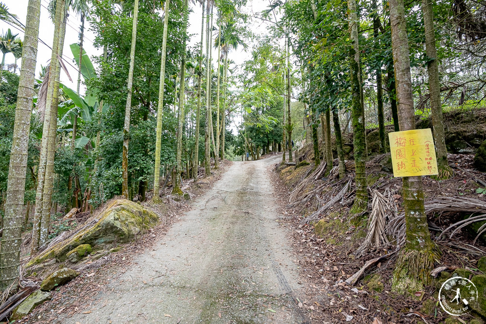 南投中寮劉家百年梅園|2022最新賞梅花花況|一期一會今年大滿開絕美秘境景點