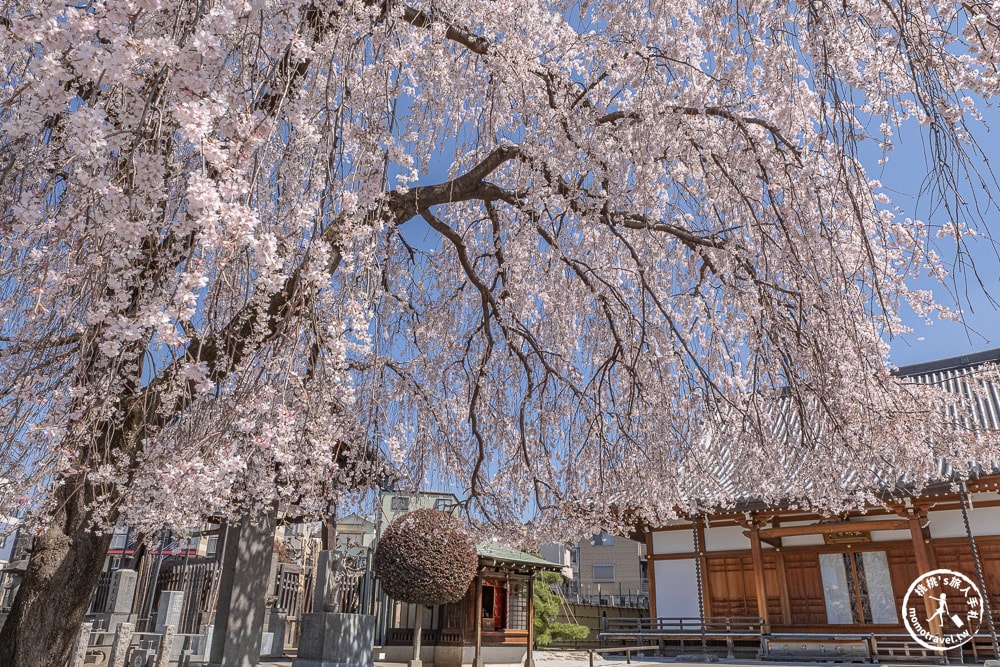 東京賞櫻景點|長明寺-令人驚嘆的枝垂櫻花瀑布-JR日暮里-近谷中商店街