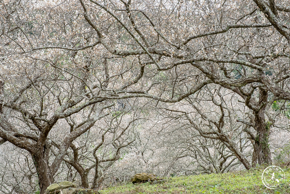南投中寮劉家百年梅園|2022最新賞梅花花況|一期一會今年大滿開絕美秘境景點