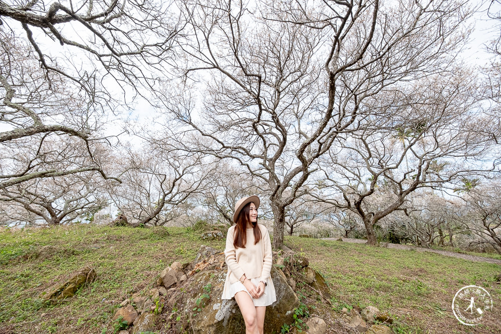 南投中寮劉家百年梅園|2022最新賞梅花花況|一期一會今年大滿開絕美秘境景點