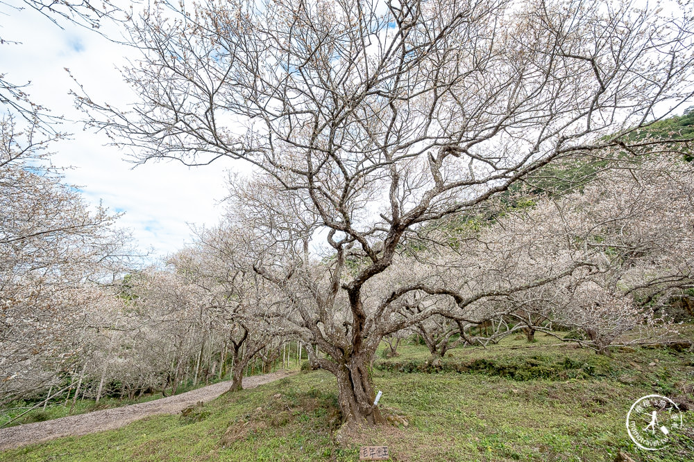 南投中寮劉家百年梅園|2022最新賞梅花花況|一期一會今年大滿開絕美秘境景點