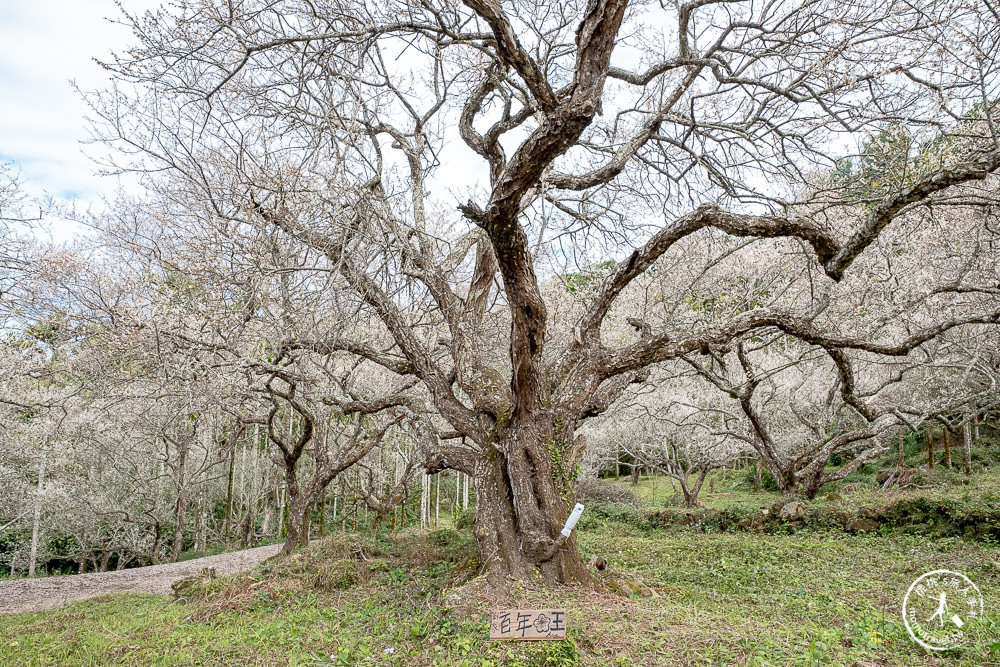 南投中寮劉家百年梅園|2022最新賞梅花花況|一期一會今年大滿開絕美秘境景點