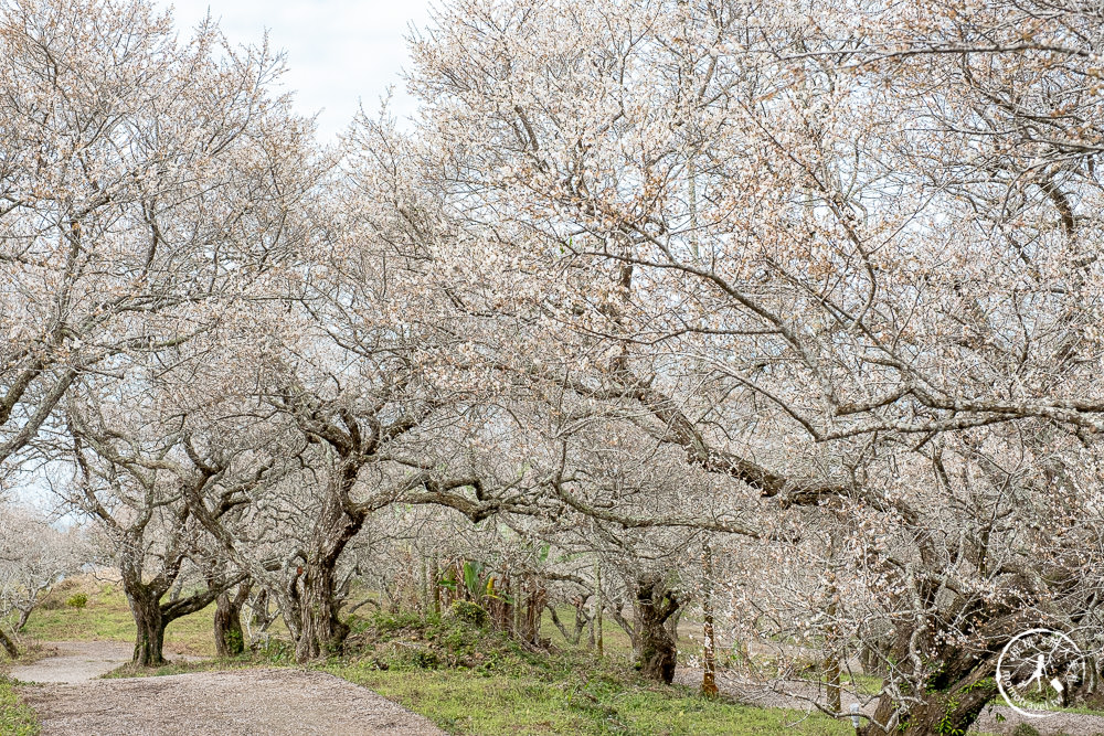 南投中寮劉家百年梅園|2022最新賞梅花花況|一期一會今年大滿開絕美秘境景點