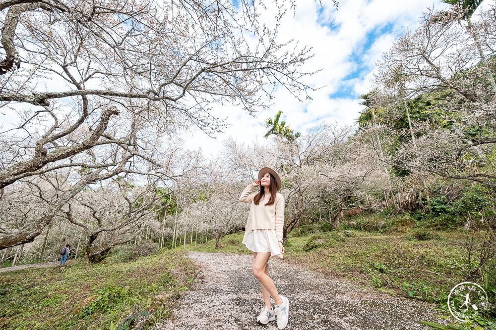 南投中寮劉家百年梅園|2022最新賞梅花花況|一期一會今年大滿開絕美秘境景點