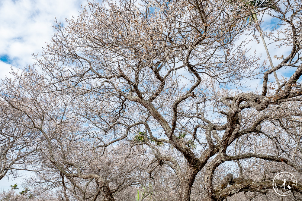 南投中寮劉家百年梅園|2022最新賞梅花花況|一期一會今年大滿開絕美秘境景點
