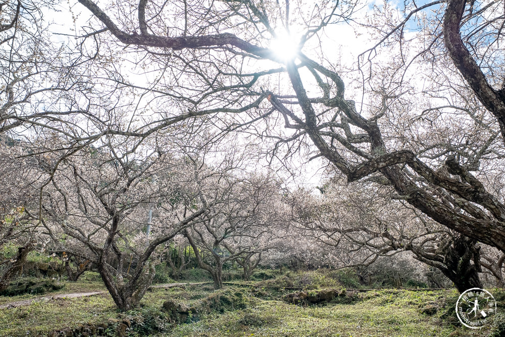 南投中寮劉家百年梅園|2022最新賞梅花花況|一期一會今年大滿開絕美秘境景點