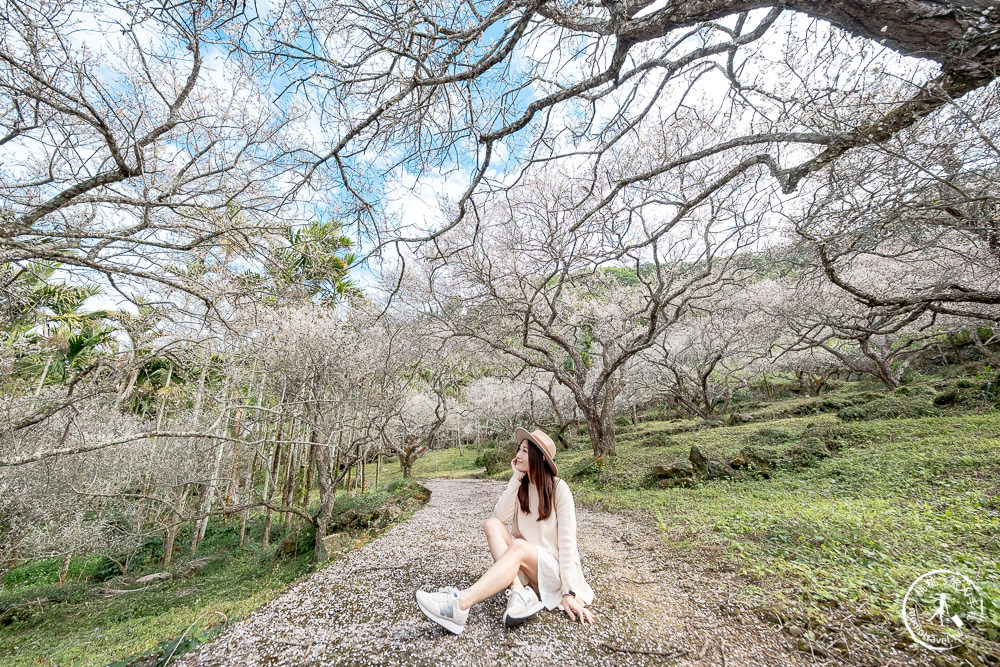 南投中寮劉家百年梅園|2022最新賞梅花花況|一期一會今年大滿開絕美秘境景點