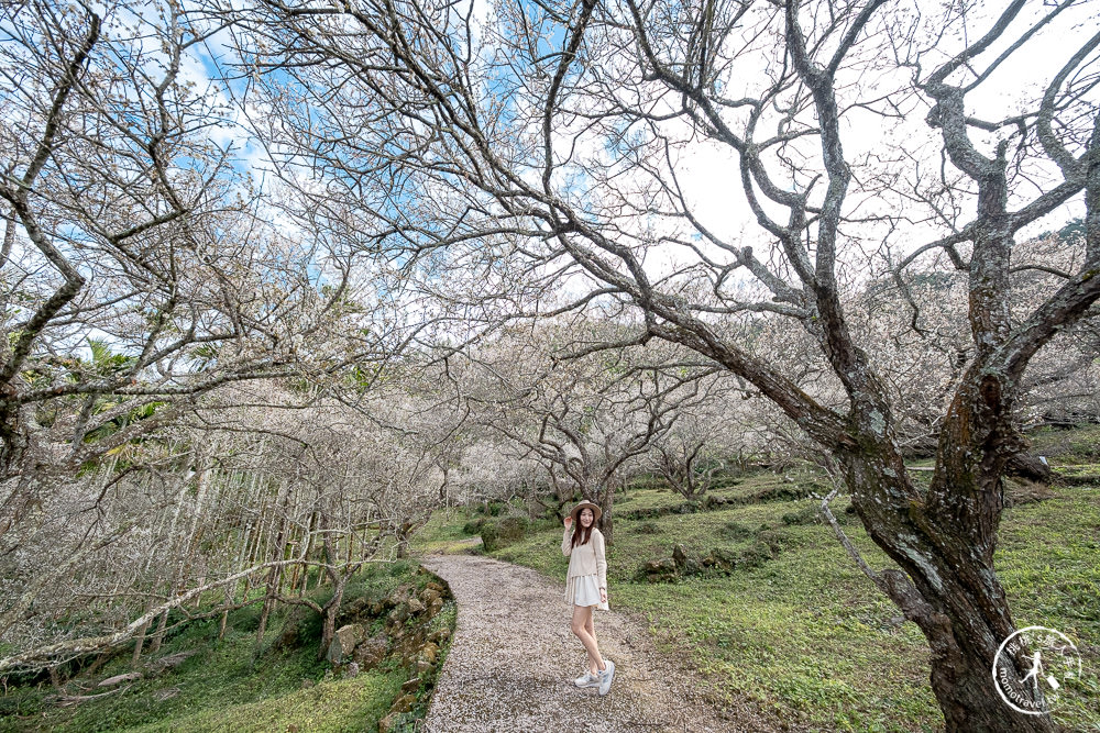 南投中寮劉家百年梅園|2022最新賞梅花花況|一期一會今年大滿開絕美秘境景點