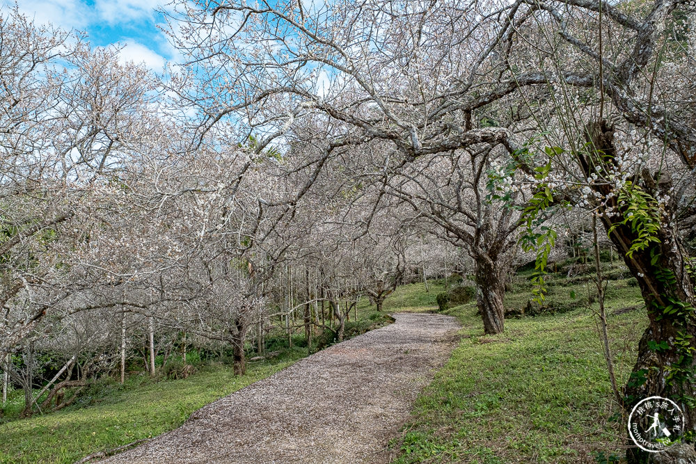 南投中寮劉家百年梅園|2022最新賞梅花花況|一期一會今年大滿開絕美秘境景點