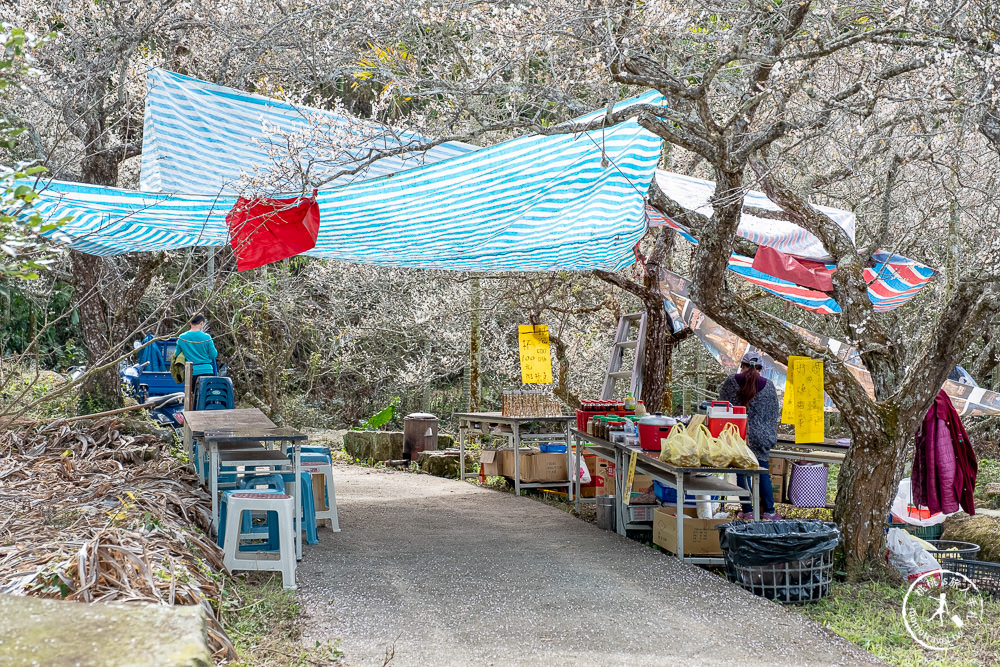 南投中寮劉家百年梅園|2022最新賞梅花花況|一期一會今年大滿開絕美秘境景點