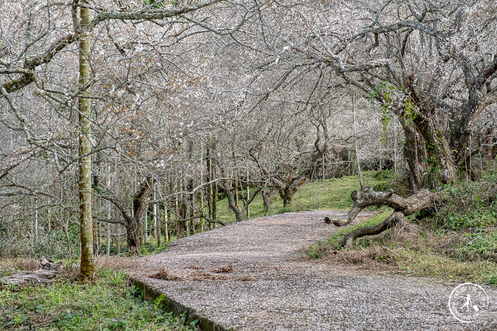 南投中寮劉家百年梅園|2022最新賞梅花花況|一期一會今年大滿開絕美秘境景點