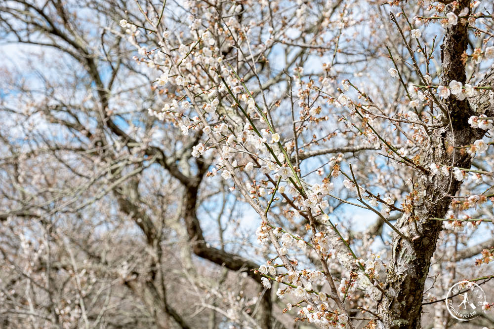 南投中寮劉家百年梅園|2022最新賞梅花花況|一期一會今年大滿開絕美秘境景點