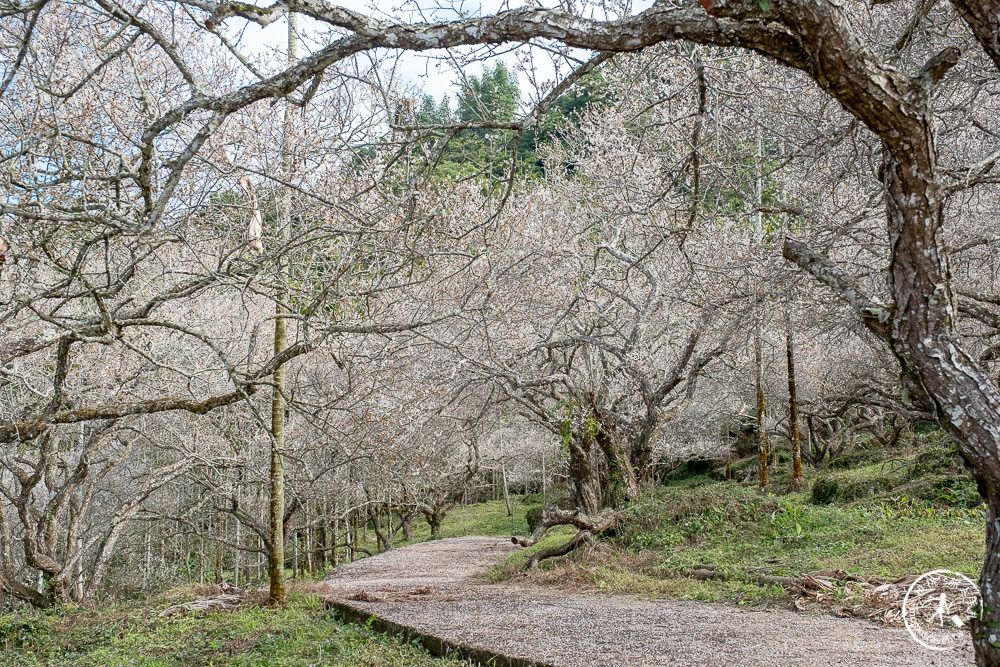 南投中寮劉家百年梅園|2022最新賞梅花花況|一期一會今年大滿開絕美秘境景點
