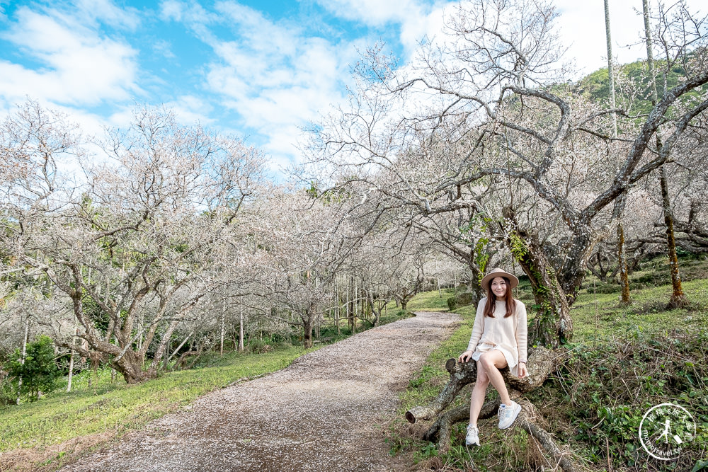 南投中寮劉家百年梅園|2022最新賞梅花花況|一期一會今年大滿開絕美秘境景點
