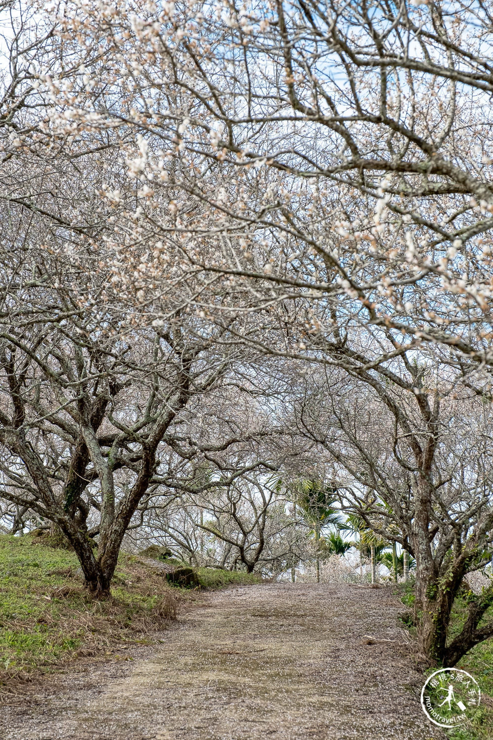 南投中寮劉家百年梅園|2022最新賞梅花花況|一期一會今年大滿開絕美秘境景點