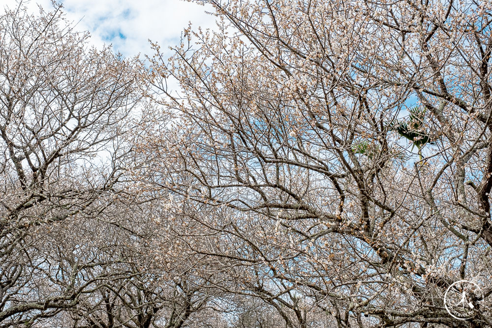 南投中寮劉家百年梅園|2022最新賞梅花花況|一期一會今年大滿開絕美秘境景點
