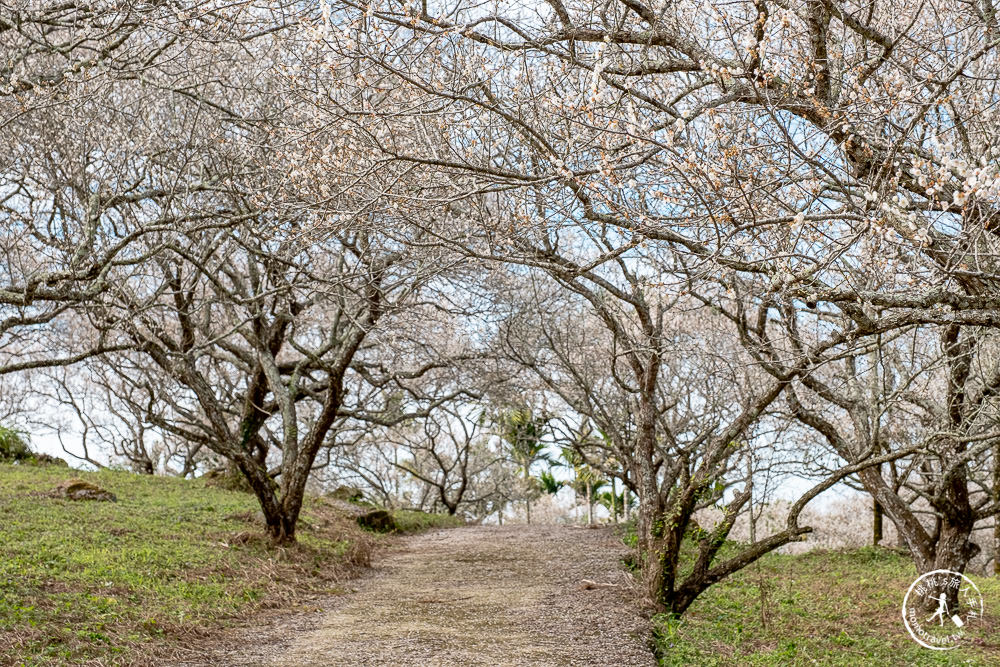 南投中寮劉家百年梅園|2022最新賞梅花花況|一期一會今年大滿開絕美秘境景點