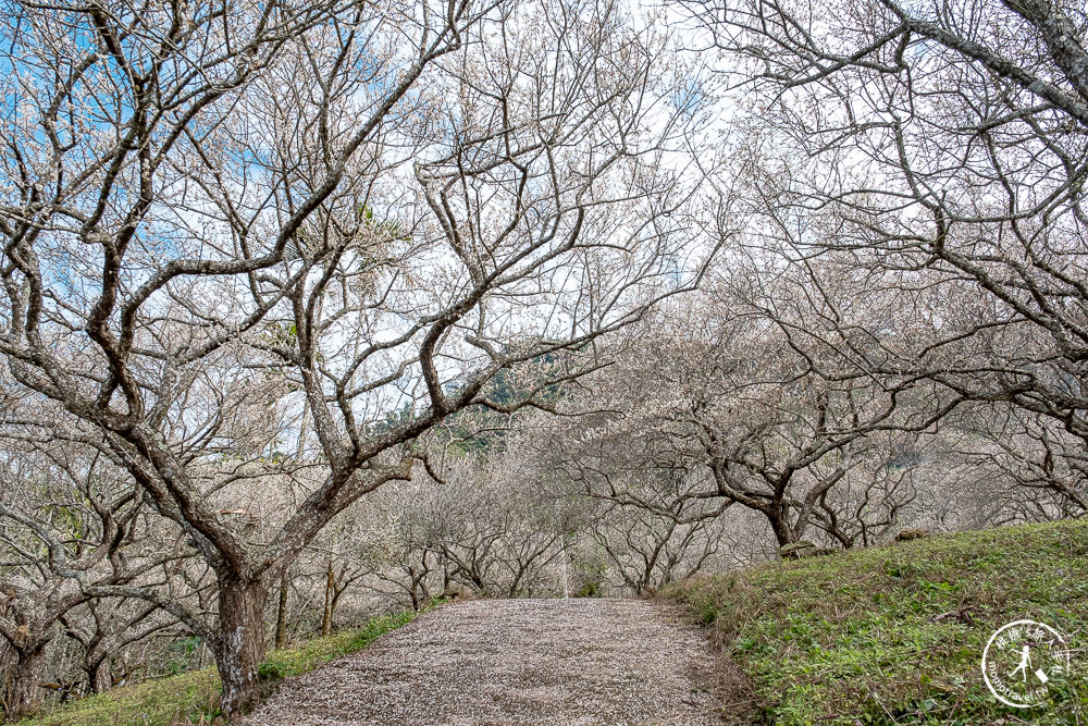 南投中寮劉家百年梅園|2022最新賞梅花花況|一期一會今年大滿開絕美秘境景點