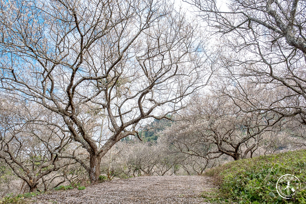 南投中寮劉家百年梅園|2022最新賞梅花花況|一期一會今年大滿開絕美秘境景點