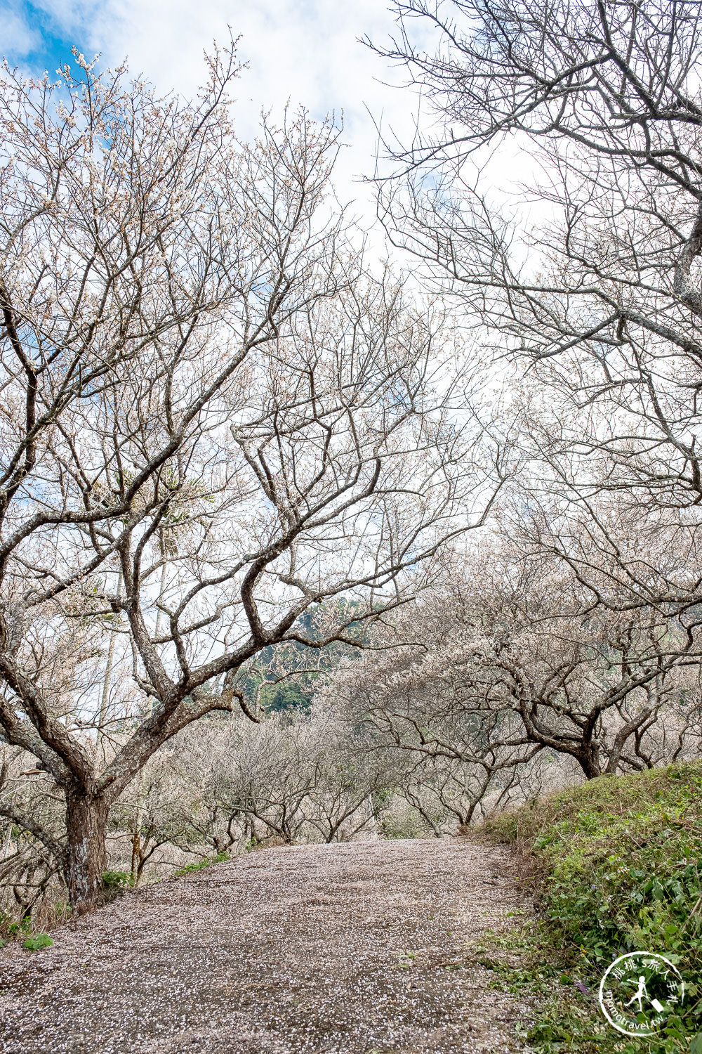 南投中寮劉家百年梅園|2022最新賞梅花花況|一期一會今年大滿開絕美秘境景點