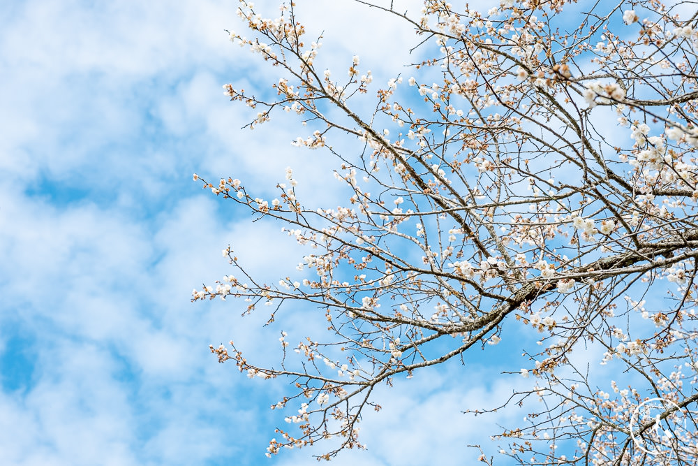 南投中寮劉家百年梅園|2022最新賞梅花花況|一期一會今年大滿開絕美秘境景點