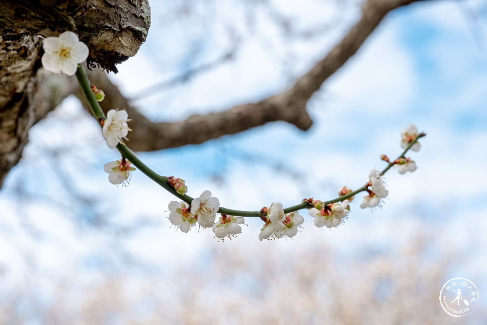 南投中寮劉家百年梅園|2022最新賞梅花花況|一期一會今年大滿開絕美秘境景點