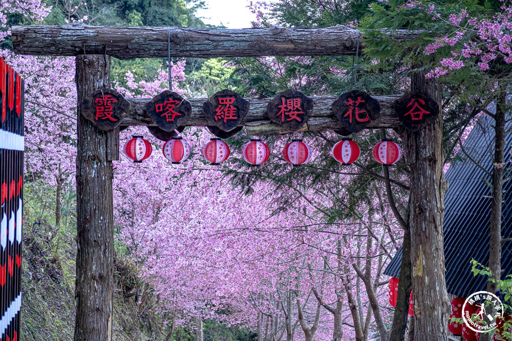 新竹尖石景點|霞喀羅櫻花谷-賞櫻秘境粉紅富士櫻滿開|花況花期交通停車詳細介紹