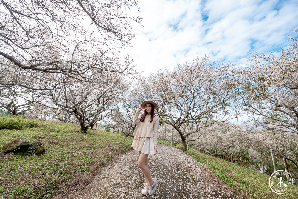 南投中寮劉家百年梅園|2022最新賞梅花花況|一期一會今年大滿開絕美秘境景點
