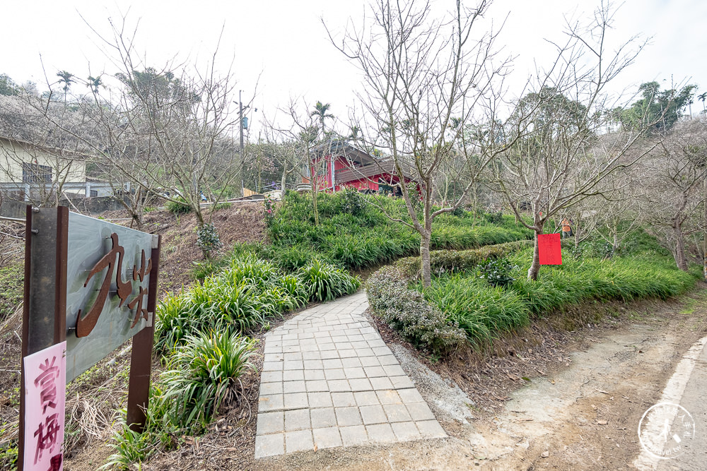 九尖茶廠 南投國姓鄉九份二山|滿山滿谷梅花滿開中|2022最新賞梅花花況