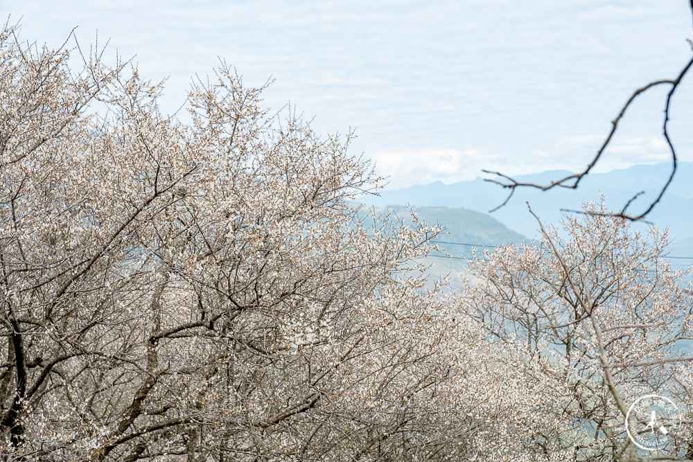 九尖茶廠 南投國姓鄉九份二山|滿山滿谷梅花滿開中|2022最新賞梅花花況