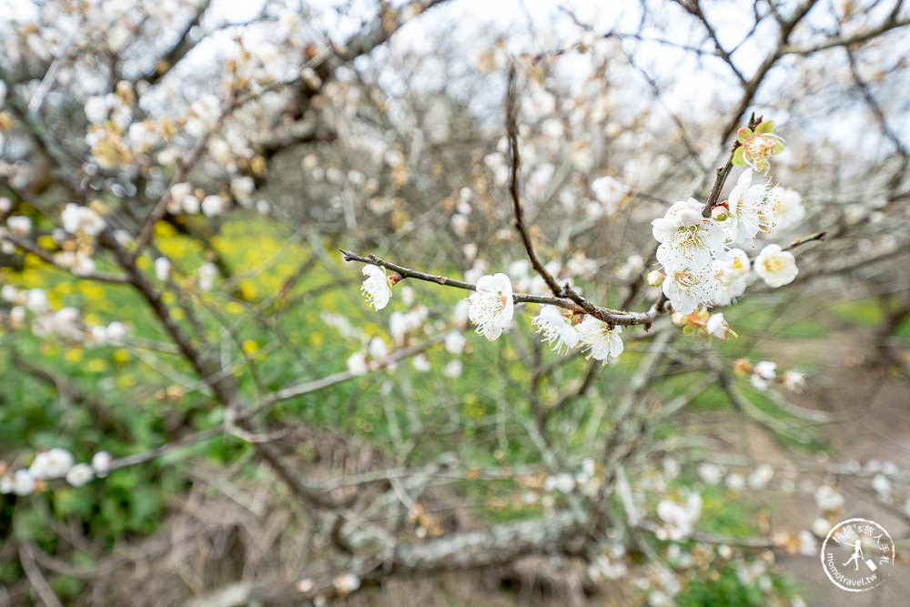九尖茶廠 南投國姓鄉九份二山|滿山滿谷梅花滿開中|2022最新賞梅花花況