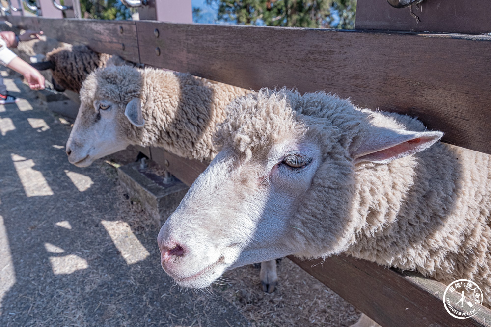 清境農場一日遊怎麼玩? 交通.門票.綿羊秀時間.必看天空步道+周邊美食景點住宿推薦完整攻略 清境農場一日遊怎麼玩? 交通.門票.綿羊秀時間.必看天空步道+周邊美食景點住宿推薦完整攻略